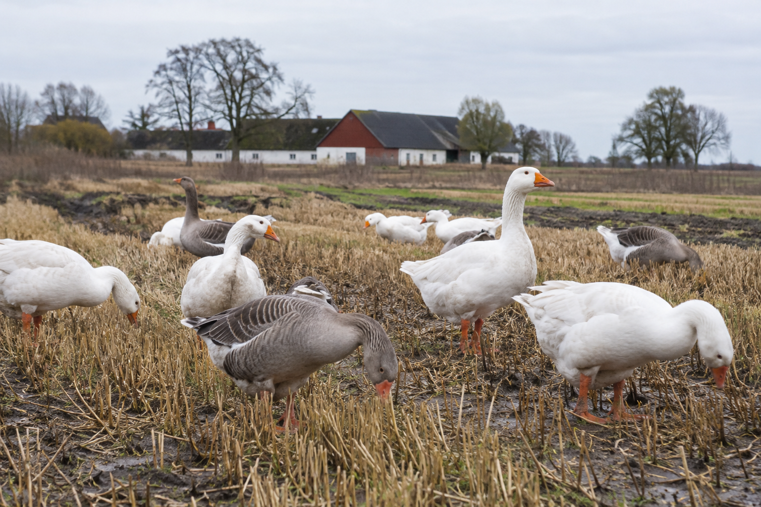 Efter skörden kunde gässen finna spillsäd på åkrarna; hösten var också en naturlig slakttid inför vintern. Nyskapad fotorealistisk illustration av miljön bakom festtraditionen.
